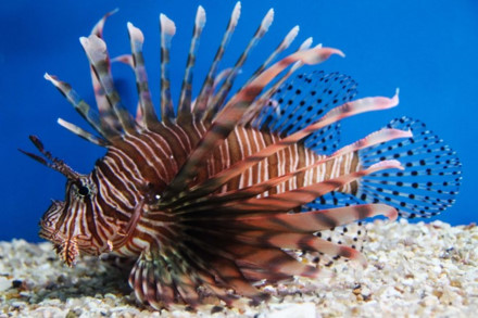 vé máy bay từ Phú Quốc đi Nha Trang 3